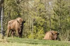 Mazurskie żubry na zdjęciach Janka Olchówki - zdjęcie 48