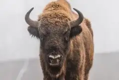 Mazurskie żubry na zdjęciach Janka Olchówki - zdjęcie 37