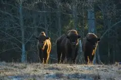 Mazurskie żubry na zdjęciach Janka Olchówki - zdjęcie 35