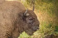 Mazurskie żubry na zdjęciach Janka Olchówki - zdjęcie 33