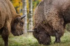 Mazurskie żubry na zdjęciach Janka Olchówki - zdjęcie 22