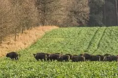 Mazurskie żubry na zdjęciach Janka Olchówki - zdjęcie 5