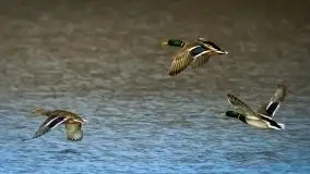 Wiosna w lutym na zdjęciach Stanisława Sielewicza - zdjęcie 3