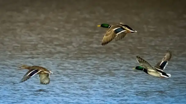 Wiosna w lutym na zdjęciach Stanisława Sielewicza - zdjęcie 3