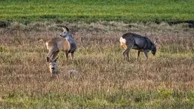 Wiosna w lutym na zdjęciach Stanisława Sielewicza - zdjęcie 13