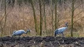 W poszukiwaniu wiosny, okolice Dobry i jez. Dobskiego - zdjęcie 2