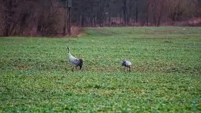 W poszukiwaniu wiosny, okolice Dobry i jez. Dobskiego - zdjęcie 20