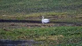 W poszukiwaniu wiosny, okolice Dobry i jez. Dobskiego - zdjęcie 24