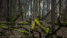 W poszukiwaniu wiosny, okolice Dobry i jez. Dobskiego - zdjęcie 30