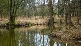 Las nad jeziorem Białym i rzeką Sapiną, marzec 2020 - zdjęcie 16