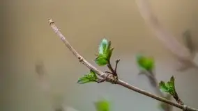 Las nad jeziorem Białym i rzeką Sapiną, marzec 2020 - zdjęcie 8