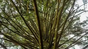 Las nad jeziorem Białym i rzeką Sapiną, marzec 2020 - zdjęcie 14