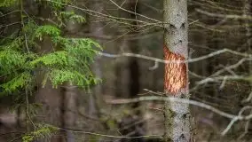 Las nad jeziorem Białym i rzeką Sapiną, marzec 2020 - zdjęcie 48