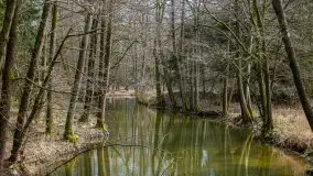 Las nad jeziorem Białym i rzeką Sapiną, marzec 2020 - zdjęcie 60