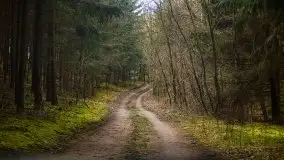 Las nad jeziorem Białym i rzeką Sapiną, marzec 2020 - zdjęcie 61