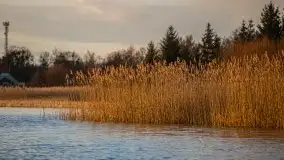 Złote Ogonki i jezioro Święcajty pierwszego dnia wiosny 2020 - zdjęcie 50