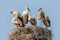 Zdjęcia: Mazurskie bociany na zdjęciach Janka Olchówki - zdjęcie 74