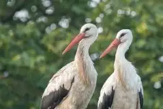 Zdjęcia: Mazurskie bociany na zdjęciach Janka Olchówki - zdjęcie 73
