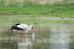 Zdjęcia: Mazurskie bociany na zdjęciach Janka Olchówki - zdjęcie 71