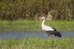 Zdjęcia: Mazurskie bociany na zdjęciach Janka Olchówki - zdjęcie 68