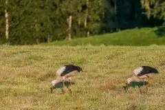 Zdjęcia: Mazurskie bociany na zdjęciach Janka Olchówki - zdjęcie 63