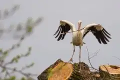 Zdjęcia: Mazurskie bociany na zdjęciach Janka Olchówki - zdjęcie 57