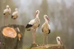 Zdjęcia: Mazurskie bociany na zdjęciach Janka Olchówki - zdjęcie 55