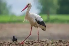 Zdjęcia: Mazurskie bociany na zdjęciach Janka Olchówki - zdjęcie 45