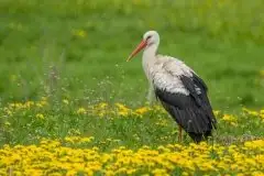 Zdjęcia: Mazurskie bociany na zdjęciach Janka Olchówki - zdjęcie 42