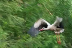 Zdjęcia: Mazurskie bociany na zdjęciach Janka Olchówki - zdjęcie 41