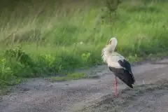 Zdjęcia: Mazurskie bociany na zdjęciach Janka Olchówki - zdjęcie 39