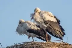 Zdjęcia: Mazurskie bociany na zdjęciach Janka Olchówki - zdjęcie 38