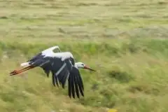 Zdjęcia: Mazurskie bociany na zdjęciach Janka Olchówki - zdjęcie 26