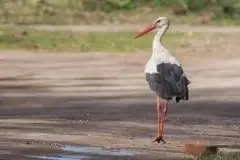 Zdjęcia: Mazurskie bociany na zdjęciach Janka Olchówki - zdjęcie 18