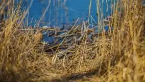 Jezioro Białoławki w marcowym słońcu - zdjęcie 26