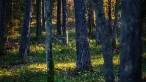 Jezioro Wesołek w marcu 2020 - zdjęcie 42