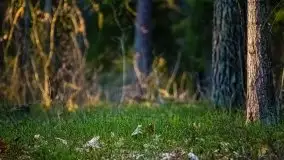 Jezioro Wesołek w marcu 2020 - zdjęcie 41