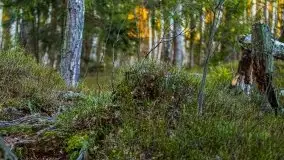 Jezioro Wesołek w marcu 2020 - zdjęcie 26