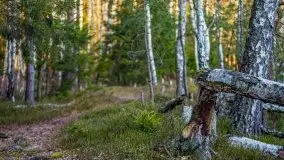 Jezioro Wesołek w marcu 2020 - zdjęcie 25