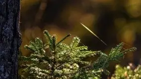 Jezioro Wesołek w marcu 2020 - zdjęcie 11