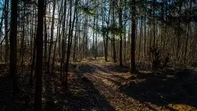 Mamerki i okolice pod koniec marca 2020 - zdjęcie 6