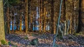 Mamerki i okolice pod koniec marca 2020 - zdjęcie 26