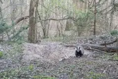 Borsuki na zdjęciach Jana Olchówki - zdjęcie 41