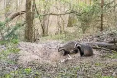Borsuki na zdjęciach Jana Olchówki - zdjęcie 39