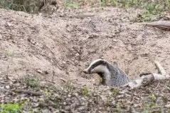 Borsuki na zdjęciach Jana Olchówki - zdjęcie 38