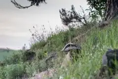 Borsuki na zdjęciach Jana Olchówki - zdjęcie 35