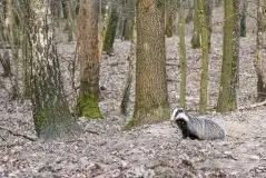 Borsuki na zdjęciach Jana Olchówki - zdjęcie 30