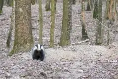 Borsuki na zdjęciach Jana Olchówki - zdjęcie 29