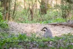 Borsuki na zdjęciach Jana Olchówki - zdjęcie 21