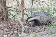 Borsuki na zdjęciach Jana Olchówki - zdjęcie 19